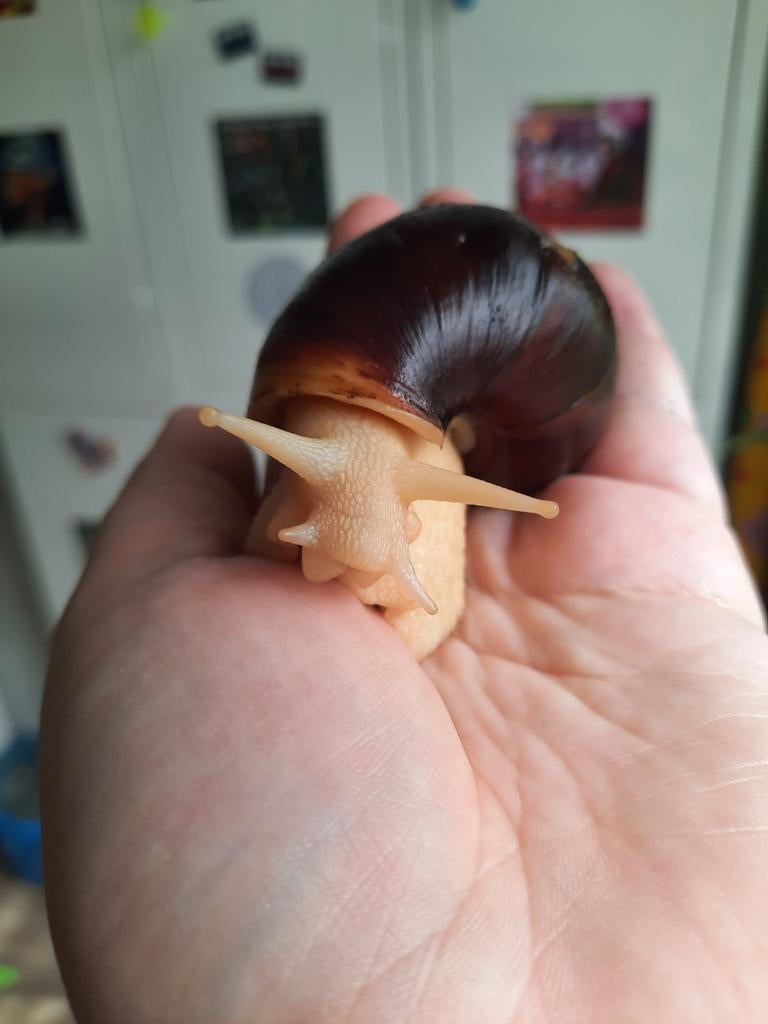 3 Agaat slakken agaatslakken gratis, Dieren en Toebehoren, Overige Dieren, December, Meerdere dieren