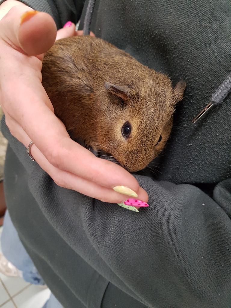 Lief cavia zeugje, Dieren en Toebehoren, Knaagdieren, Vrouwelijk, Tam, Maart, Cavia