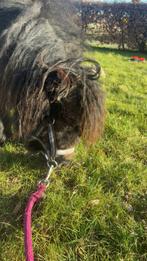 Shetje half jaartje, Ophalen of Verzenden, Zo goed als nieuw