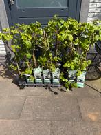 Klim hortensia, Tuin en Terras, Planten | Tuinplanten, Ophalen, Vaste plant, Halfschaduw, Klimplanten