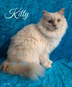 2 Herplaatser ragdoll poezen, Dieren en Toebehoren, Meerdere dieren, Met stamboom, 3 tot 5 jaar