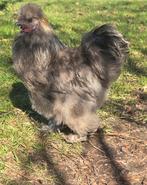 Mooie Lieve Grijze Amerikaanse Zijdehoender/ USA Zijdehoen!, Dieren en Toebehoren, Pluimvee, Mannelijk, Kip