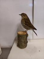 Opgezette zanglijster, Ophalen of Verzenden, Zo goed als nieuw, Vogel, Opgezet dier
