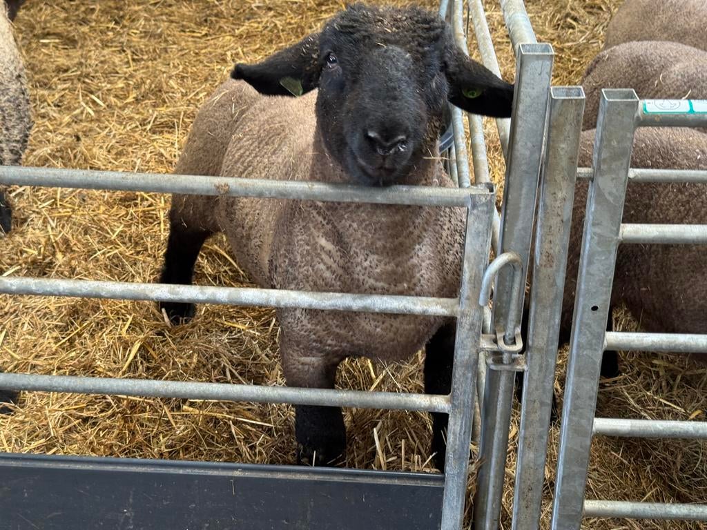 Suffolk en Poll Dorset ramlammeren en ooilammeren., Dieren en Toebehoren, Schapen, Geiten en Varkens, Meerdere dieren, Schaap
