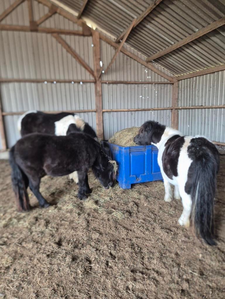 Gezocht: Stukje grond met (mogelijkheid tot) overkapping., Dieren en Toebehoren, Weidegang, 2 of 3 paarden of pony's