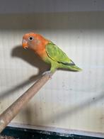 Verschillende agapornissen, Dieren en Toebehoren, Vogels | Parkieten en Papegaaien, Geslacht onbekend, Dwergpapegaai of Agapornis