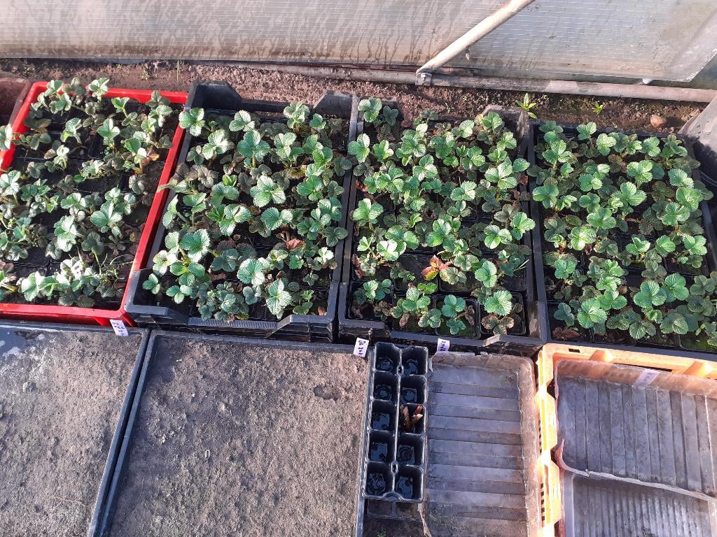 aardbeiplanten, Tuin en Terras, Ophalen, Overige soorten, Volle zon