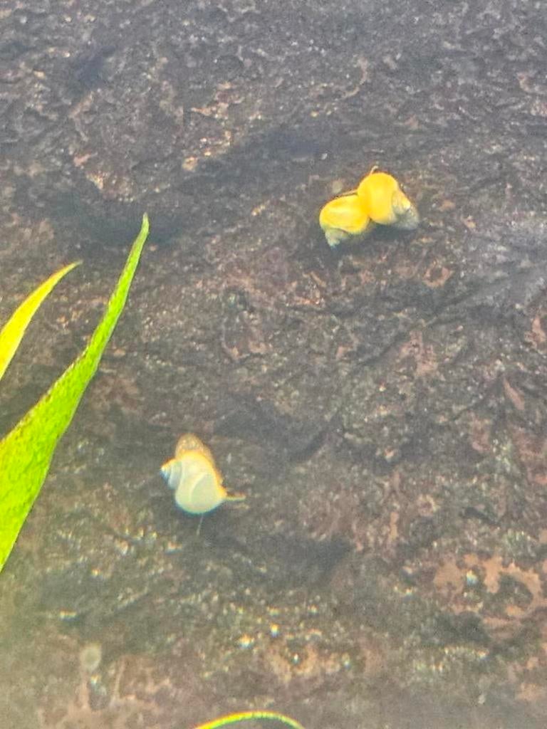 Appelslakken, Dieren en Toebehoren