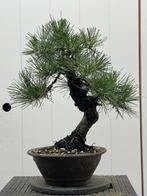 Pre-bonsai Zwarte Den - 40cm, Tuin en Terras, Planten | Tuinplanten, Overige soorten, Volle zon, Vaste plant, Ophalen of Verzenden