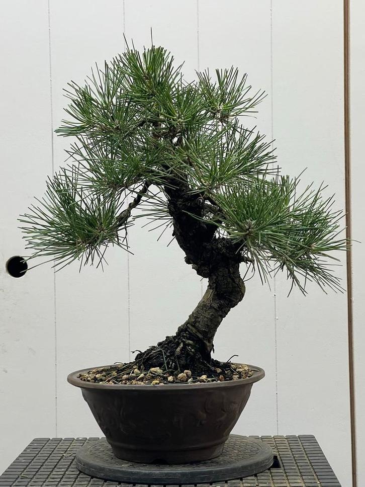 Pre-bonsai Zwarte Den - 40cm, Tuin en Terras, Planten | Tuinplanten, Vaste plant, Overige soorten, Volle zon, Bloeit niet, Ophalen of Verzenden