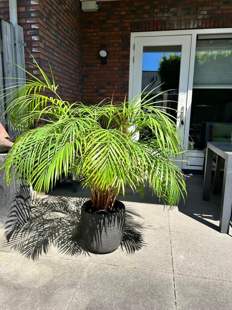 Palm plant ( voor binnen), Overige soorten, Vaste plant, Ophalen of Verzenden, Bloeit niet