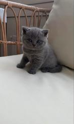 Birtse korthaartjes, Meerdere dieren, Kortharig, 0 tot 2 jaar