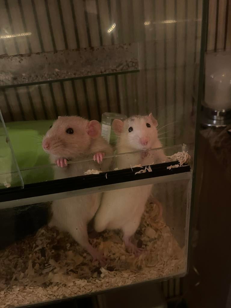 2 tamme lieve mannelijke ratjes, Dieren en Toebehoren, Knaagdieren, Rat, Mannelijk, November, Tam