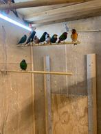 diverse vogels te koop, Dieren en Toebehoren, Meerdere dieren