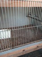 Diamantvink mannen, Dieren en Toebehoren, Mannelijk