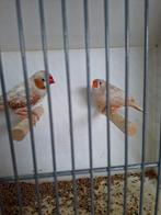 Mooi koppel pastel zebravinken, Dieren en Toebehoren, Meerdere dieren