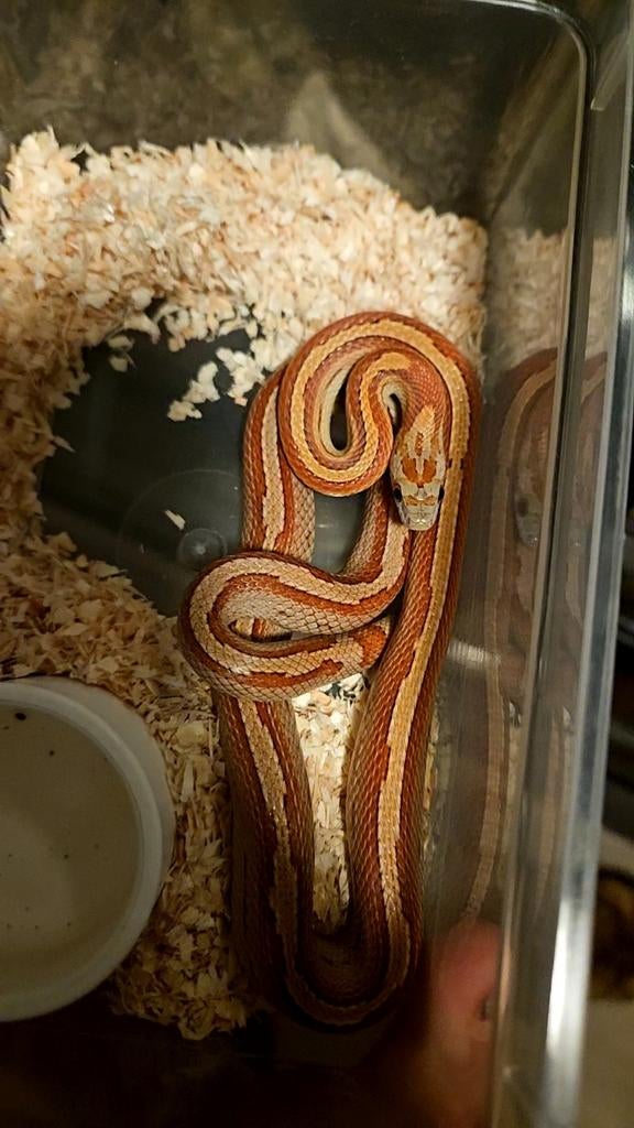 1.0 pinstripe motley pantherophis guttatus Rat Snake - male for sale from Chris