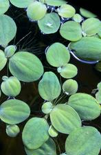 Amazone kikkerbeet aquarium, Dieren en Toebehoren, Ophalen of Verzenden, Nieuw, Overige typen