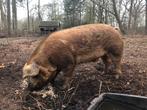 100% duroc dekbeer te koop of te huur, Dieren en Toebehoren, Mannelijk, Varken