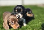 Te koop mooie kort harige Dwerg Teckel pups (tekkel), Parvo, Nederland, 8 tot 15 weken, Korthaar