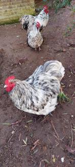 Orpington groot Splash haan, Dieren en Toebehoren, Pluimvee, Mannelijk, Kip