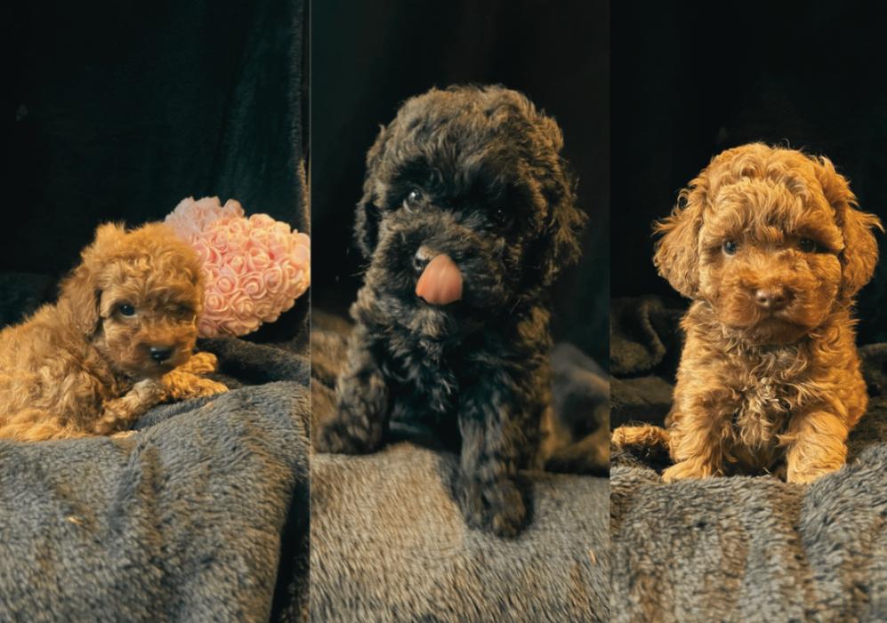 toy poedel pups rood en zwart 1 teefje 2 reutjes, Dieren en Toebehoren, Poedel, Parvo, 8 tot 15 weken, Meerdere