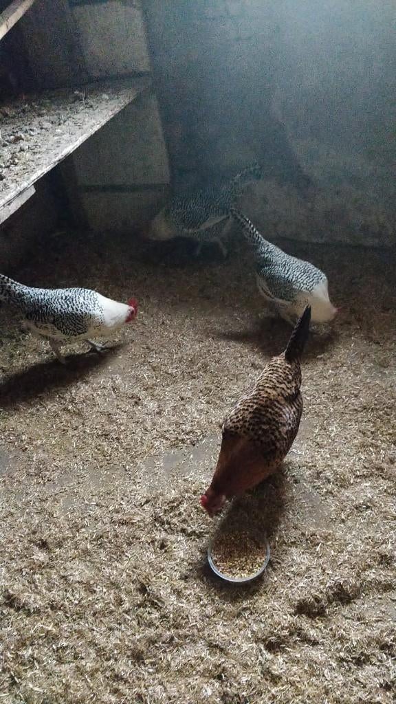 zilverpel en goudpel hennen, Dieren en Toebehoren, Pluimvee, Vrouwelijk, Kip