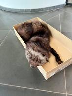 Divers bont oa Vos, Ophalen