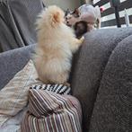 Pomeriaan pup teefje pomeranian  / dwergkees, Dieren en Toebehoren, Particulier, Keeshond, 15 weken tot 1 jaar, Buitenland