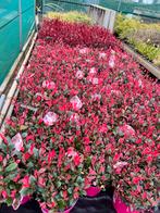 Nieuw Photinia “Little Fenna” een nieuwe topper uit Winssen, Volle zon, Vaste plant, Bloeit niet, Ophalen