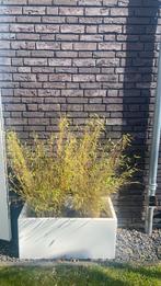 3 bakken van elho met bamboe 88 cm lang, Ophalen of Verzenden, Zo goed als nieuw, Kunststof