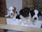 Border Collie pups 1xTeefje en 1x Reutje, Dieren en Toebehoren, Parvo, 8 tot 15 weken, Collie, Meerdere