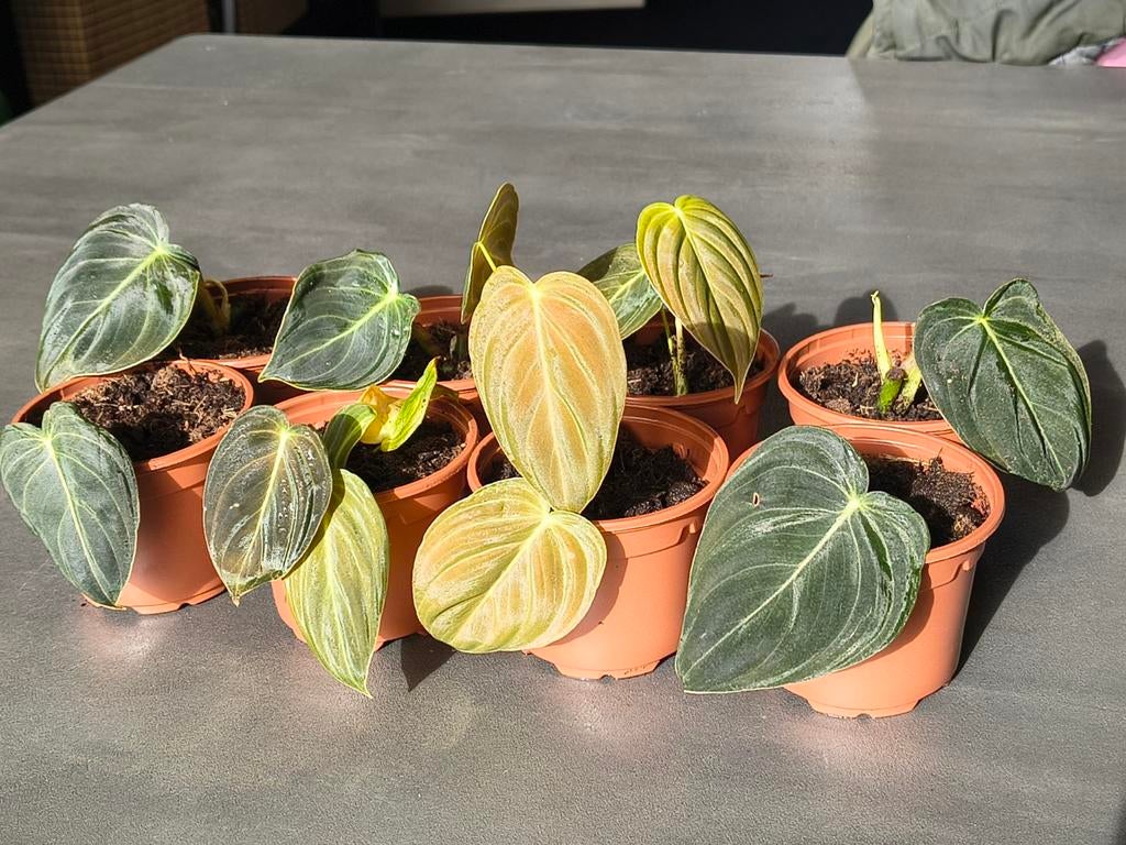 Philodendron melanochrysum plantjes 🌱, Overige soorten, Minder dan 100 cm, Groene kamerplant, Halfschaduw