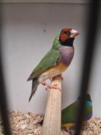 Vele soorten vogels Vanavond geopend kanarie Tropen Parkiete, Dieren en Toebehoren, Vogels | Kanaries, Meerdere dieren, Kleurkanarie