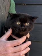 Brits korthaar van half jaar, Meerdere dieren, Gechipt, 0 tot 2 jaar