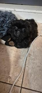 Boomer Teefje, 8 tot 15 weken, Teef, Parvo, Meerdere