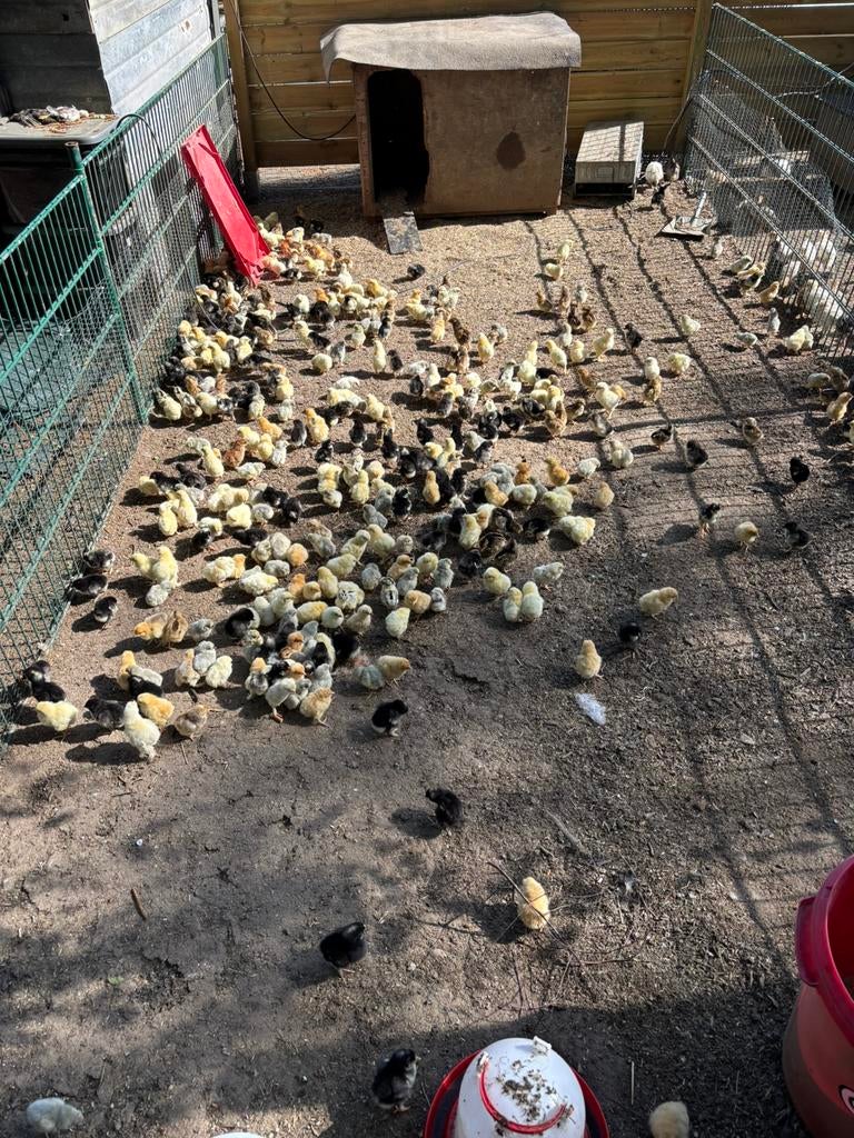 Kuikens vanaf 3,50€, Dieren en Toebehoren, Pluimvee, Meerdere dieren, Kip