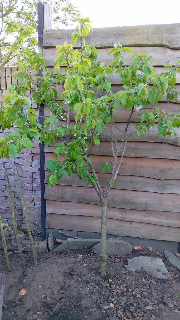 KERSENBOOM PRUNUS evt ruilen, Tuin en Terras, Ophalen, 100 tot 250 cm, Kersenboom, Lente