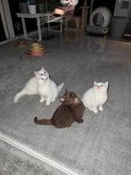 Britse korthaar kittens, Dieren en Toebehoren, Poes, Ontwormd, 0 tot 2 jaar