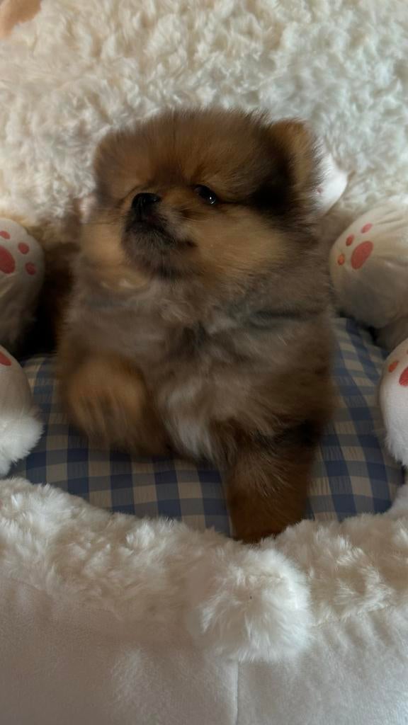 Nog 2 Prachtige raszuivere pomeriaan reutjes beschikbaar, Dieren en Toebehoren, Honden | Poolhonden, Keeshonden en Oertypen, Parvo