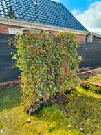 Hedra schermen 4 stuks, Ophalen, Volle zon, Olijfboom, 100 tot 250 cm