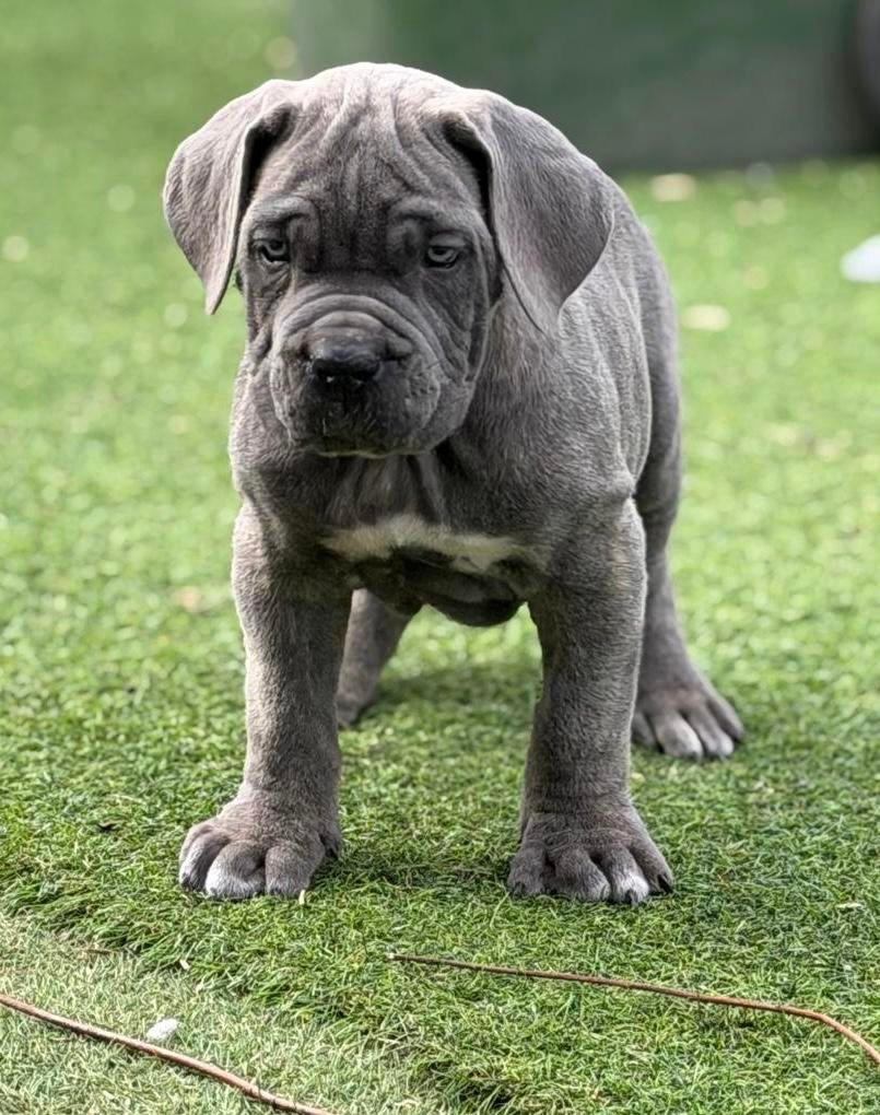 Te koop sociale Cane corso pups met FCI stamboom, Overige rassen, Meerdere, Meerdere dieren, Nederland