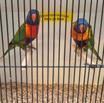 Koppel lori van de blauwe bergen, Dieren en Toebehoren, Meerdere dieren, Papegaai, Geringd