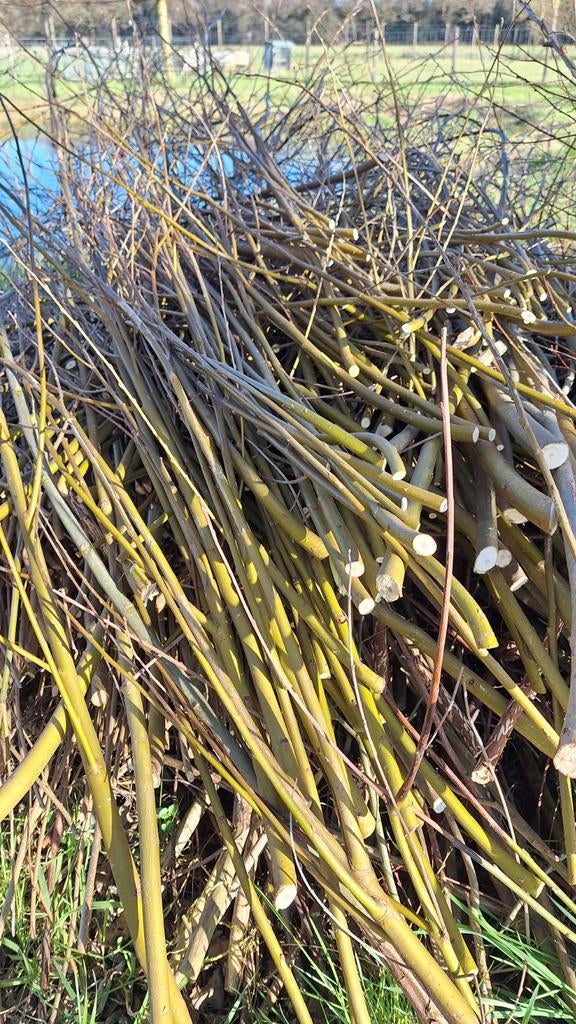 Wilgentakken, Ophalen, Volle zon, Overige soorten