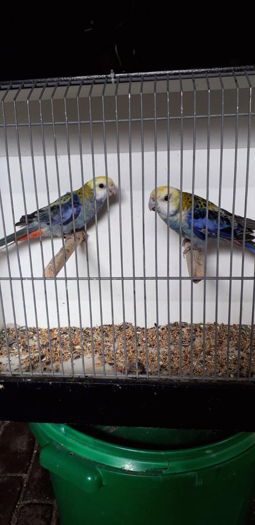 Bleekkoppen, Dieren en Toebehoren, Meerdere dieren, Parkiet