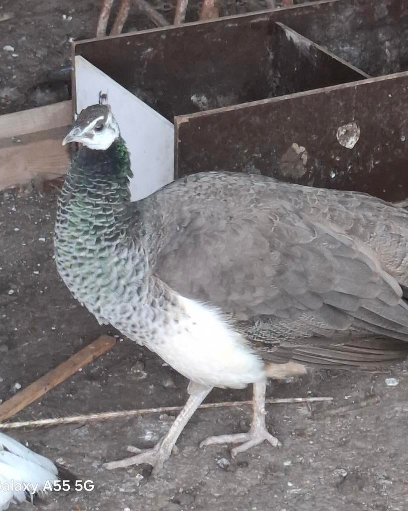 Pauwen, Meerdere dieren, Overige soorten