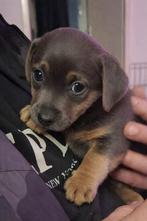 Jackrussel pup reu jack russel puppy blue and tan, Jack Russell Terriër, Reu, 8 tot 15 weken, Parvo