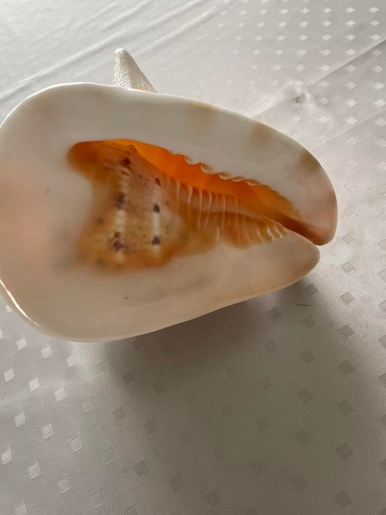 Grote schelp, Verzamelen, Mineralen en Fossielen, Ophalen, Schelp(en)