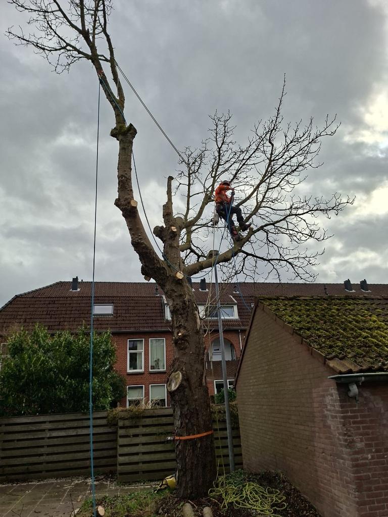 Boomverzorger/Etw’er, Garantie, Tuinonderhoud of Snoeiwerk
