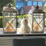 Grote windlichten, 66cm hoog, Huis en Inrichting, Ophalen of Verzenden, Gebruikt